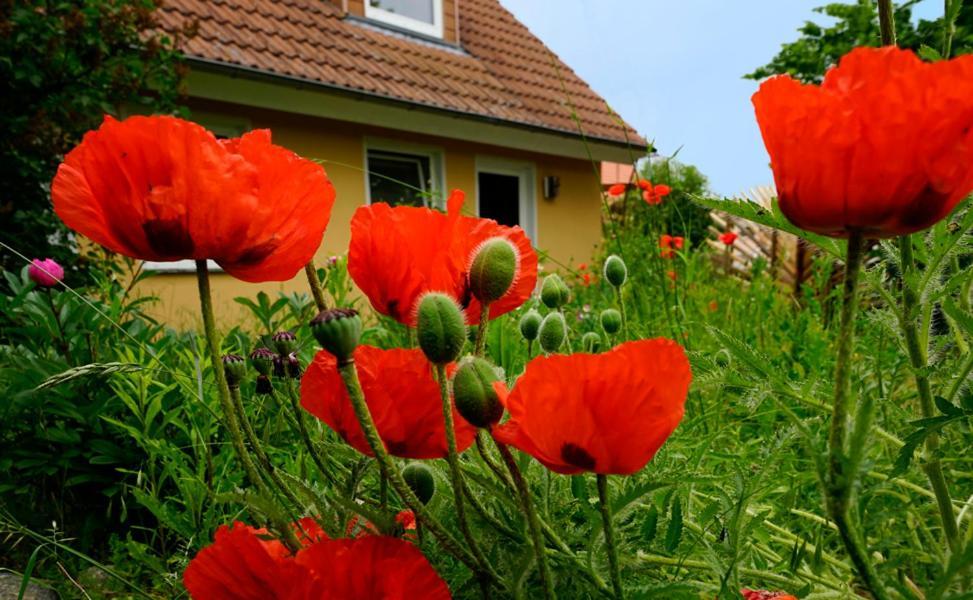 Ferienwohnung In Der Uckermark Am Oberuckersee Ot Warnitz エクステリア 写真
